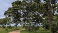 Avenue of trees at Kruger National Park