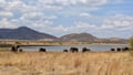 Elephants with backdrop at Pilanesberg National Park