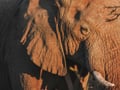 Close-up of an elephant's eye in Nyerere National Park