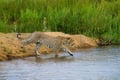 Leopard crossing a river