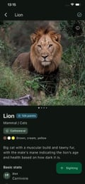 Lion identification and wildlife facts in Bushwak