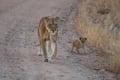 Lioness with her cub in Nyerere National Park
