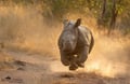 Young rhino running at Pilanesberg National Park